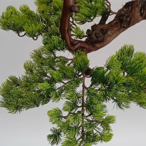 Bonsai Ağacı.